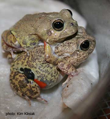 Frog Ass 34
