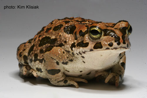 green_toad.jpg