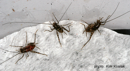 How do crickets reproduce?