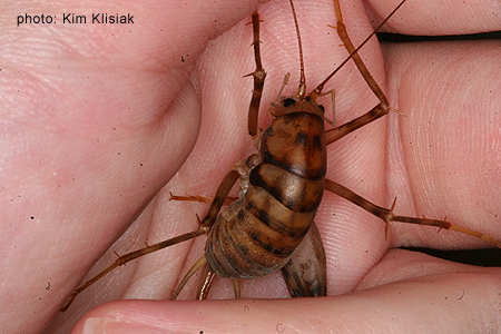 Hatched Some Cave Crickets Arachnoboards